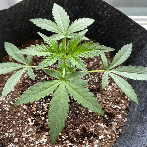 AK-020 by AmsterdamGenetics.Com growlog photo: 💚