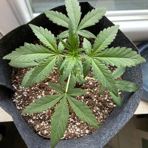 AK-020 by AmsterdamGenetics.Com growlog timeline photo
