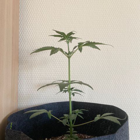 AK-020 by AmsterdamGenetics.Com growlog photo: 💚