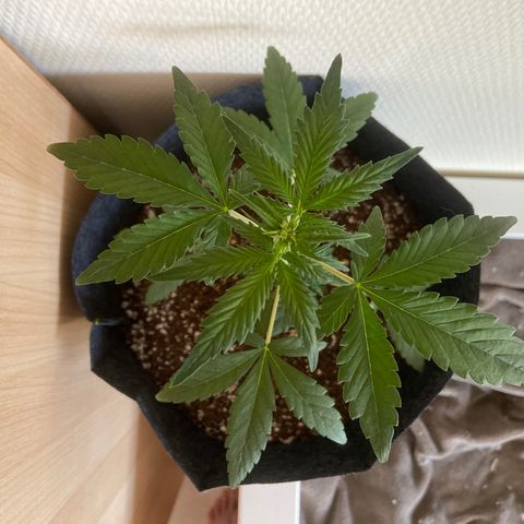 AK-020 by AmsterdamGenetics.Com growlog photo: 💚