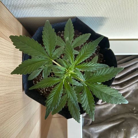 AK-020 by AmsterdamGenetics.Com growlog timeline photo