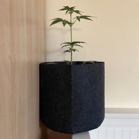 AK-020 by AmsterdamGenetics.Com growlog timeline photo