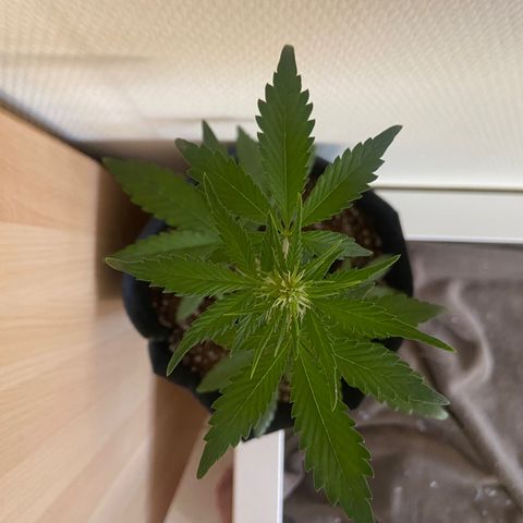 AK-020 by AmsterdamGenetics.Com growlog timeline photo