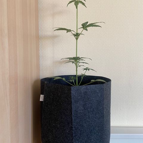 AK-020 by AmsterdamGenetics.Com growlog timeline photo