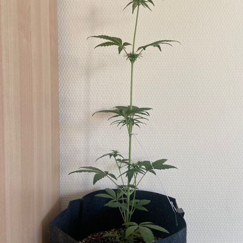 AK-020 by AmsterdamGenetics.Com growlog timeline photo