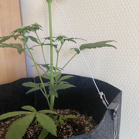 AK-020 by AmsterdamGenetics.Com growlog timeline photo
