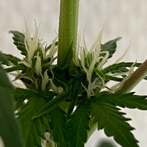 AK-020 by AmsterdamGenetics.Com growlog timeline photo