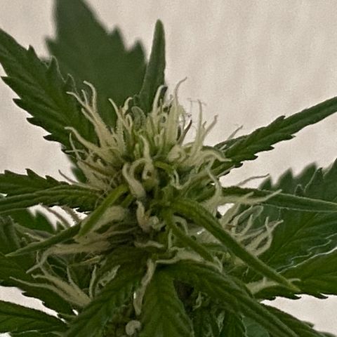 AK-020 by AmsterdamGenetics.Com growlog timeline photo