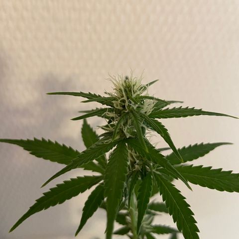 AK-020 by AmsterdamGenetics.Com growlog timeline photo