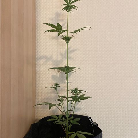 AK-020 by AmsterdamGenetics.Com growlog timeline photo