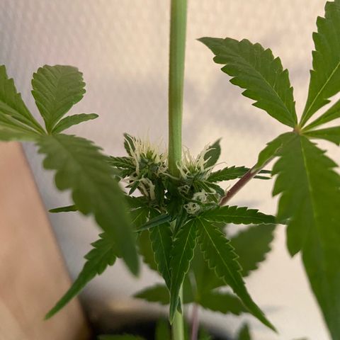 AK-020 by AmsterdamGenetics.Com growlog timeline photo