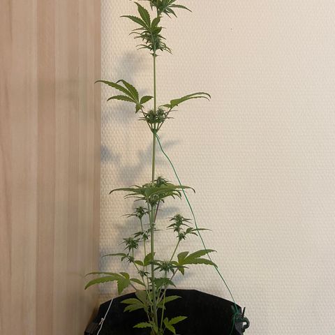 AK-020 by AmsterdamGenetics.Com growlog timeline photo