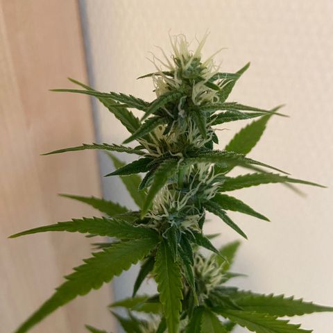 AK-020 by AmsterdamGenetics.Com growlog timeline photo