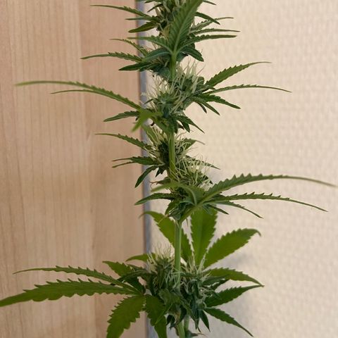 AK-020 by AmsterdamGenetics.Com growlog timeline photo