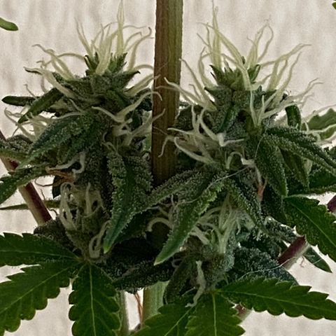 AK-020 by AmsterdamGenetics.Com growlog timeline photo