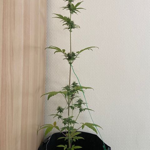 AK-020 by AmsterdamGenetics.Com growlog timeline photo