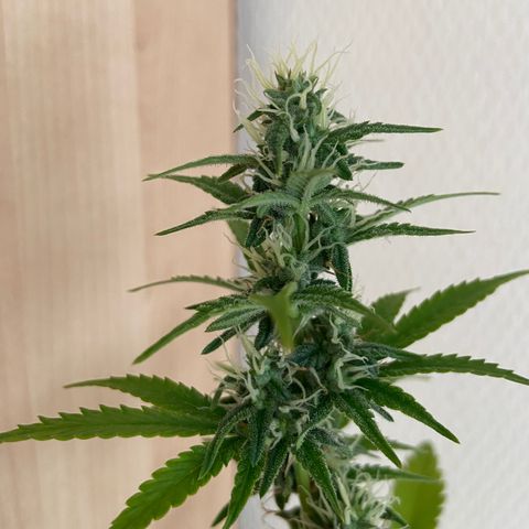 AK-020 by AmsterdamGenetics.Com growlog timeline photo