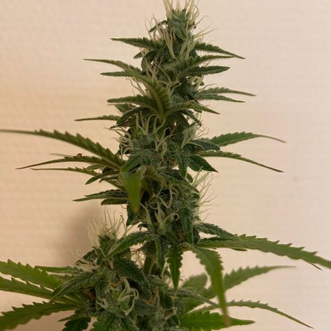 AK-020 by AmsterdamGenetics.Com growlog timeline photo