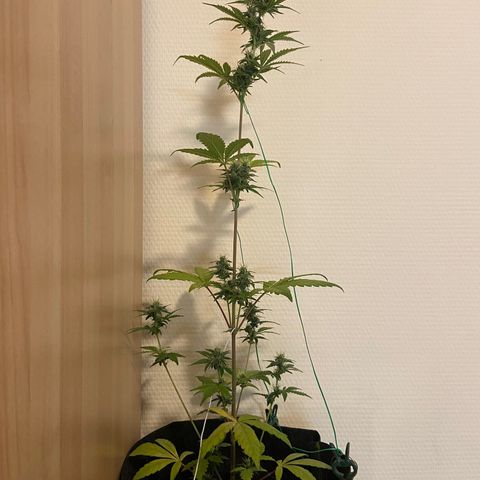 AK-020 by AmsterdamGenetics.Com growlog timeline photo