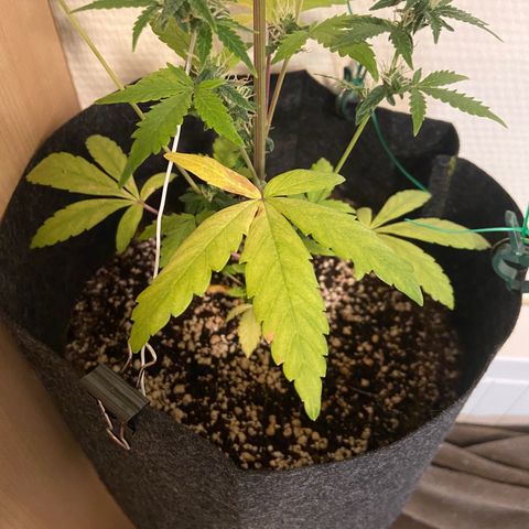 AK-020 by AmsterdamGenetics.Com growlog timeline photo