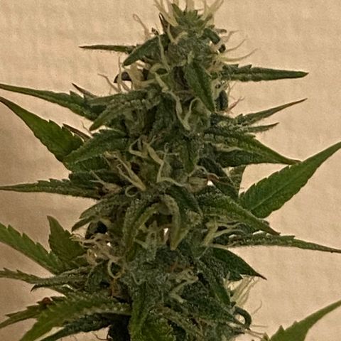 AK-020 by AmsterdamGenetics.Com growlog timeline photo