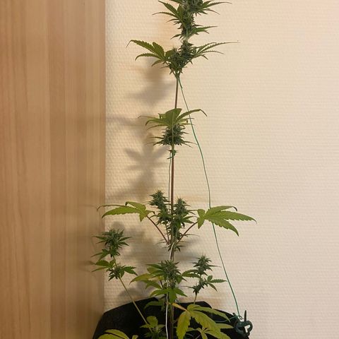 AK-020 by AmsterdamGenetics.Com growlog timeline photo