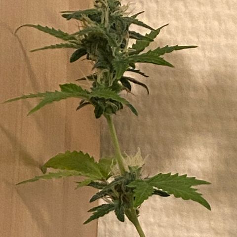 AK-020 by AmsterdamGenetics.Com growlog timeline photo