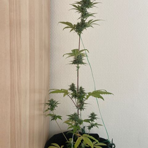 AK-020 by AmsterdamGenetics.Com growlog timeline photo
