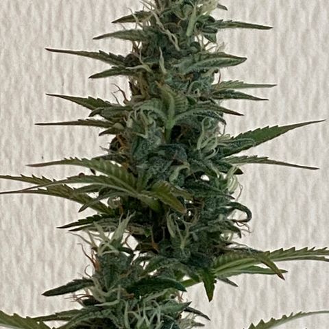 AK-020 by AmsterdamGenetics.Com growlog timeline photo