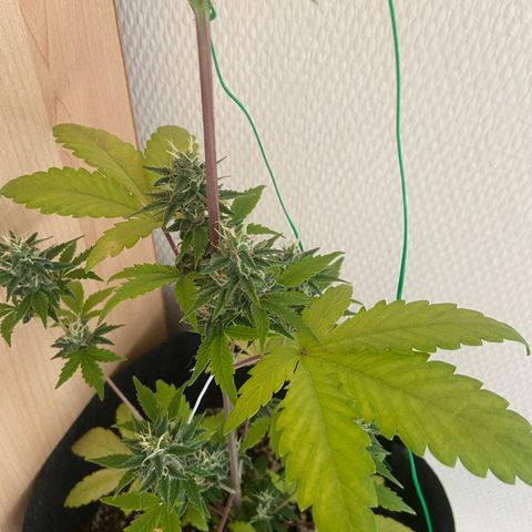 AK-020 by AmsterdamGenetics.Com growlog timeline photo