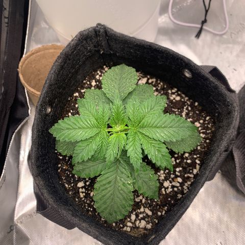  Mango Sapphire growlog timeline photo
