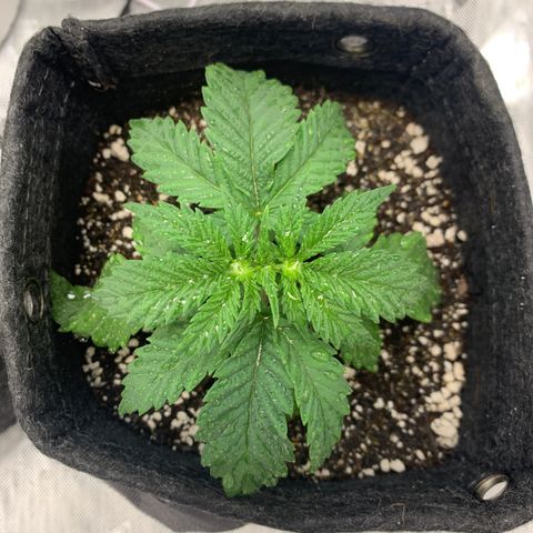 Dosilato growlog timeline photo