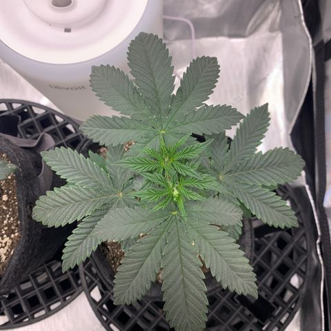 Dosilato growlog timeline photo