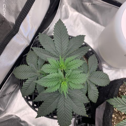  Mango Sapphire growlog timeline photo