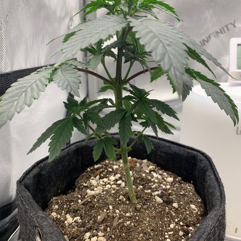  Mango Sapphire growlog timeline photo
