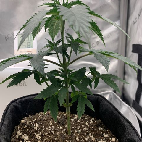 Dosilato growlog timeline photo