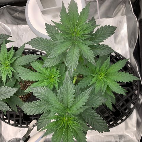 Dosilato growlog timeline photo