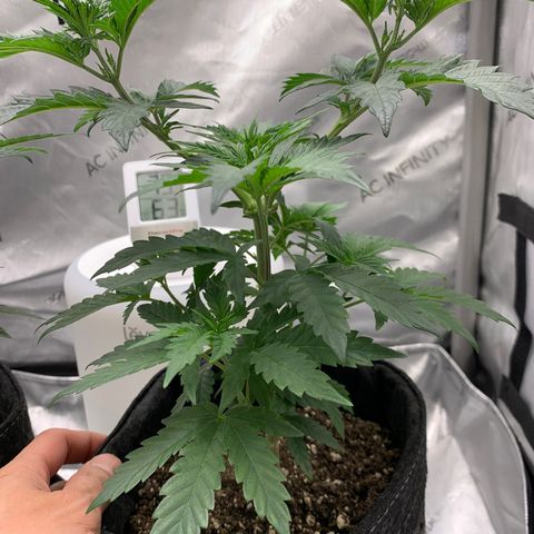 Dosilato growlog timeline photo
