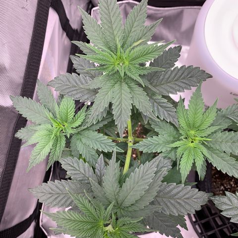 Mango Sapphire growlog timeline photo