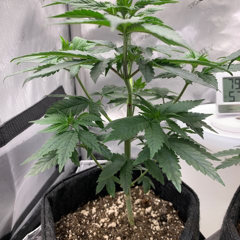  Mango Sapphire growlog timeline photo