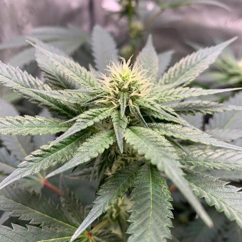 Dosilato growlog timeline photo