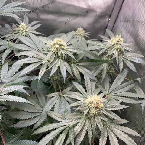  Mango Sapphire growlog timeline photo