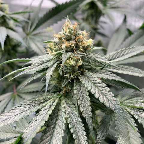  Mango Sapphire growlog timeline photo