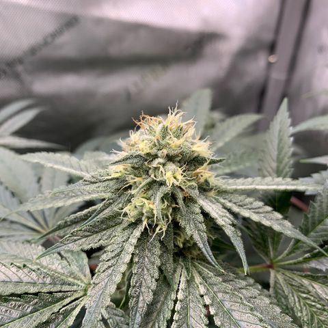  Mango Sapphire growlog timeline photo