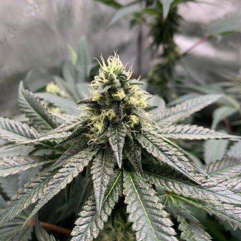 Dosilato growlog timeline photo