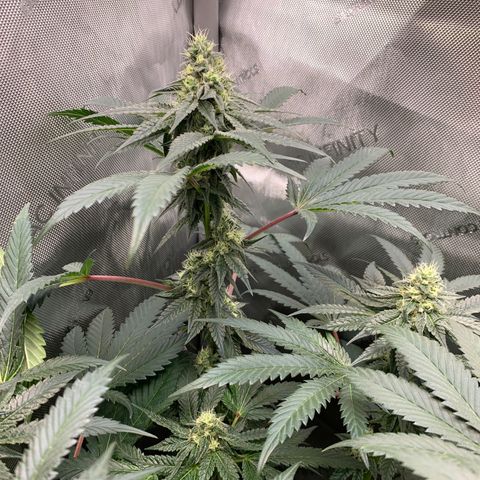Dosilato growlog timeline photo