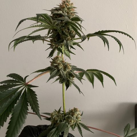  Mango Sapphire growlog timeline photo