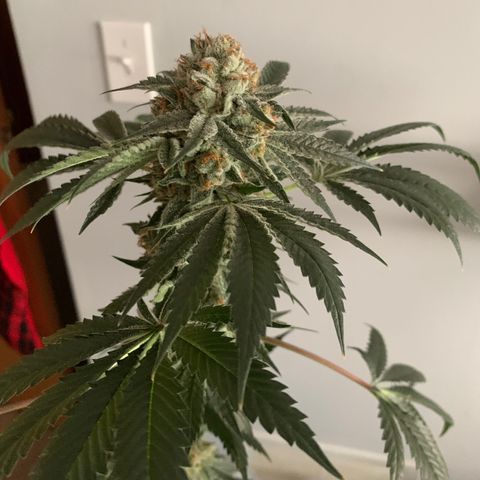  Mango Sapphire growlog timeline photo