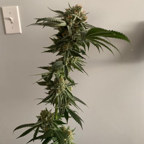  Mango Sapphire growlog timeline photo
