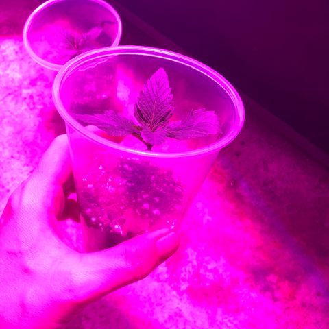 00 cheese growlog timeline photo